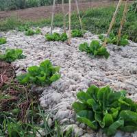 Artilea nekazaritza birsortzailean