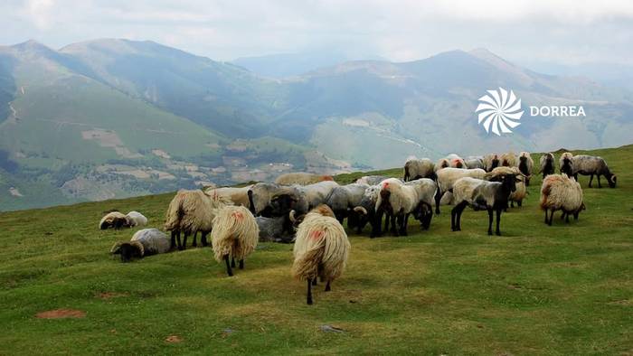 Listeria atzemandako gazten lote zenbakiak, hemen