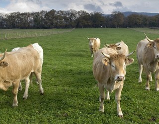 Nafarroako Aratxearen Eguna ospatuko da igandean Larraintzarren