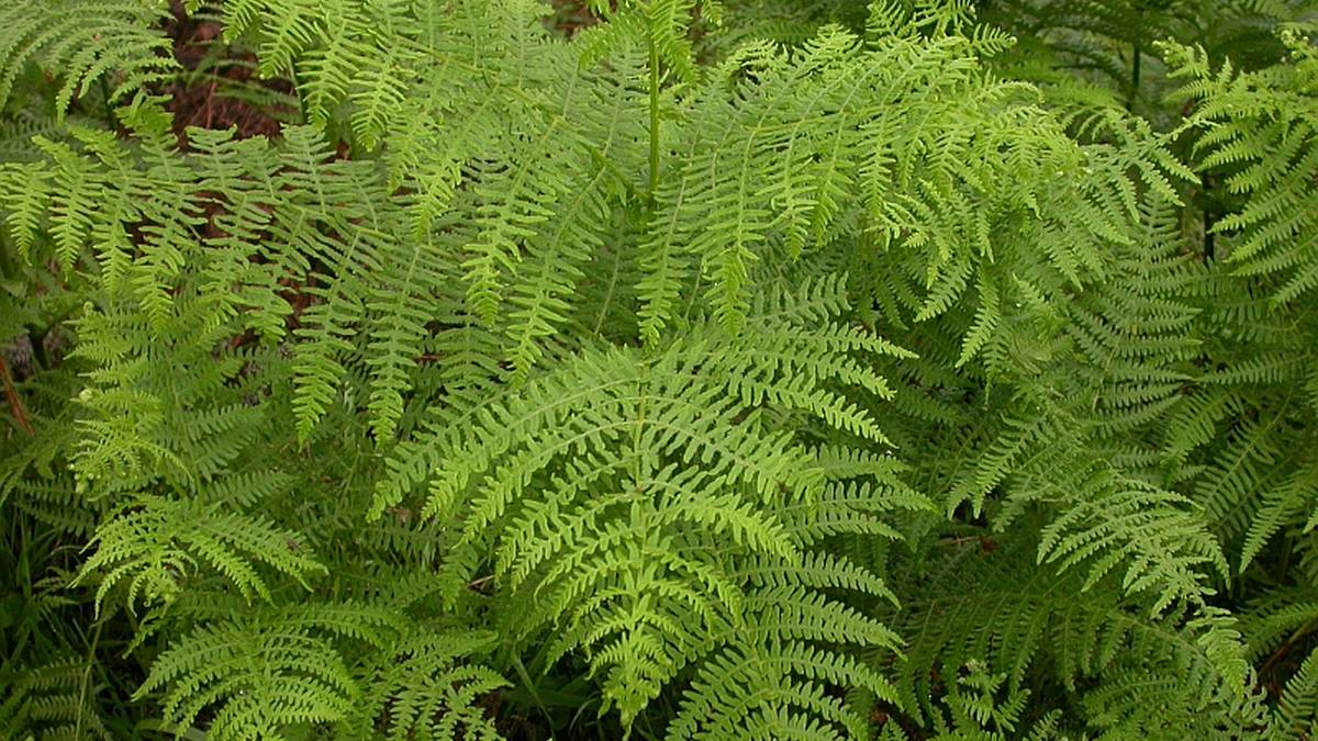 Iratzea, 'Badena eta Eztena' kolaborazioan