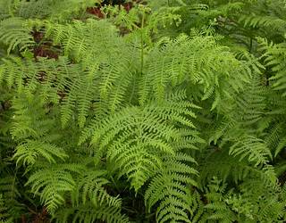 Iratzea, 'Badena eta Eztena' kolaborazioan