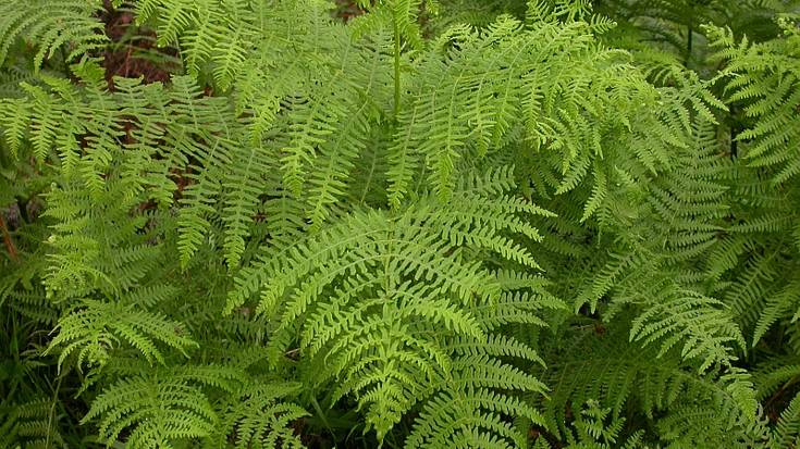 Iratzea, 'Badena eta Eztena' kolaborazioan