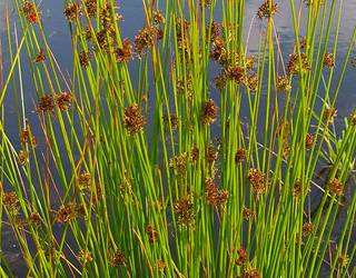 Ihia, 'Badena eta eztena' atalean