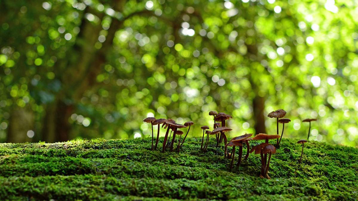 Biodibertsitatea zaintzea, gure osasuna zaintzeko modua