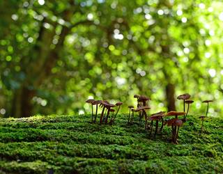 Biodibertsitatea zaintzea, gure osasuna zaintzeko modua