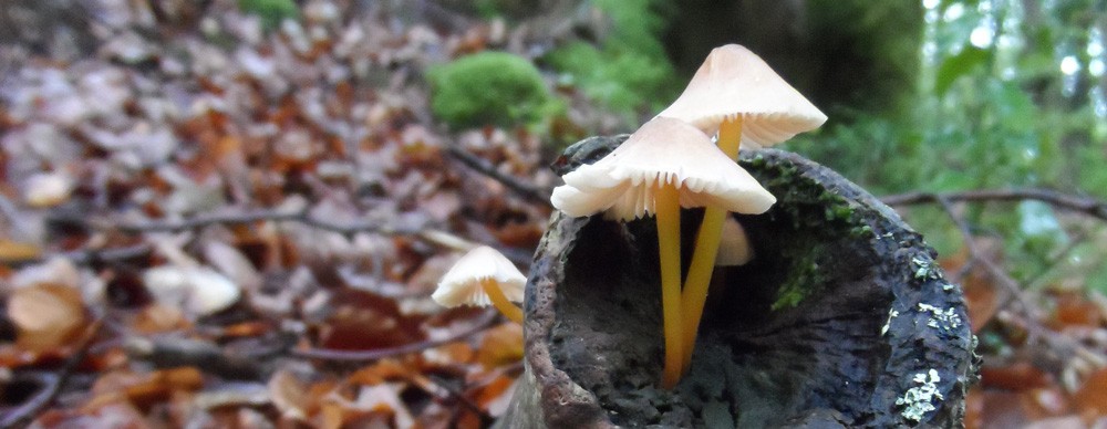 Ostiralean emanen diote hasiera Parke Mikologikoko denboraldi berriari