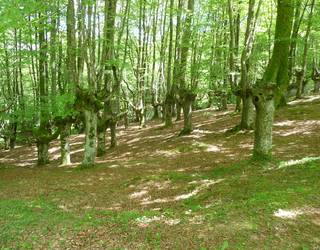 Zer dira zuhaitzak, eta zer ematen dute?