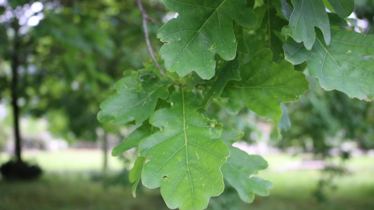 Haritzaren historia eta toponimia, Badena eta Eztena kolaborazioan