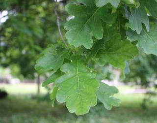 Haritzaren historia eta toponimia, Badena eta Eztena kolaborazioan