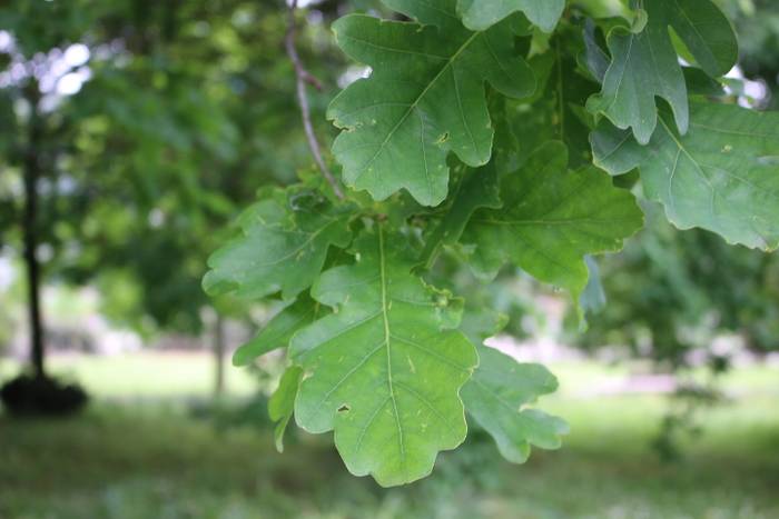 Haritzaren historia eta toponimia, Badena eta Eztena kolaborazioan
