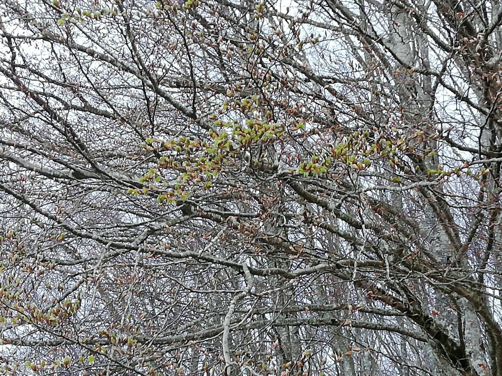 Pagoa hostatzen hasi da honezkero, klima aldaketaren kontuak ote?