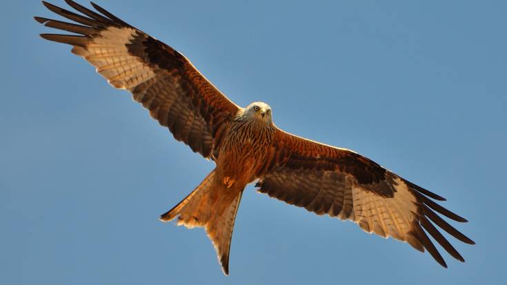 Miru gorria, gaurko ingurumen kolaborazioko protagonista