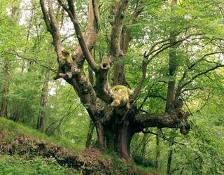 Pagoa edo bagoa, nola esaten duzu zuk?