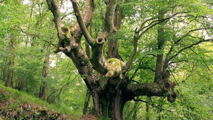 Pagoa edo bagoa, nola esaten duzu zuk?