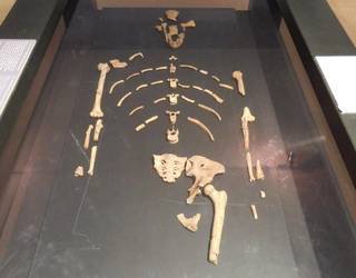 Lucy eta beste hominido batzuk