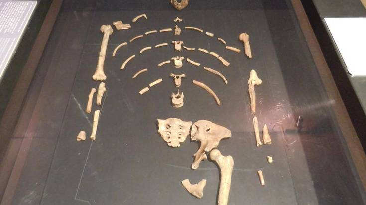 Lucy eta beste hominido batzuk