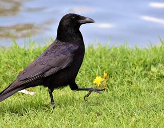 Eztena eta badena: Belea