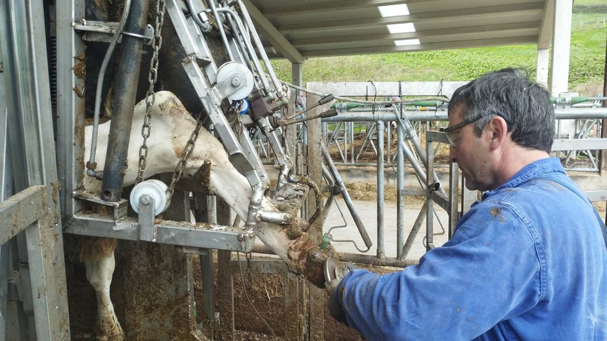 Nafarroako Gobernuak behiak txertatu nahi ditu, Dermatosi Nodular Kutsakorraren kontra
