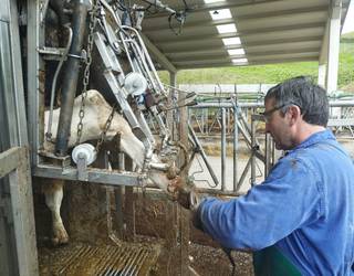 Dermatosi Nodular Kutsakorraren kontra behiak txertatzen hasi dira Nafarroan