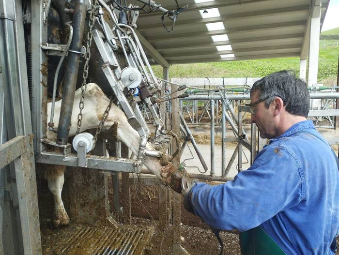 Nafarroako Gobernuak behiak txertatu nahi ditu, Dermatosi Nodular Kutsakorraren kontra