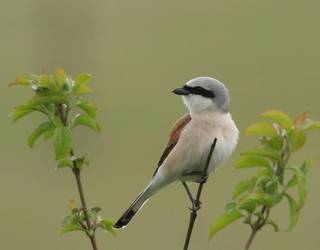 Antzandobi arrunta, ingurumen tarteko gaurko protagonista
