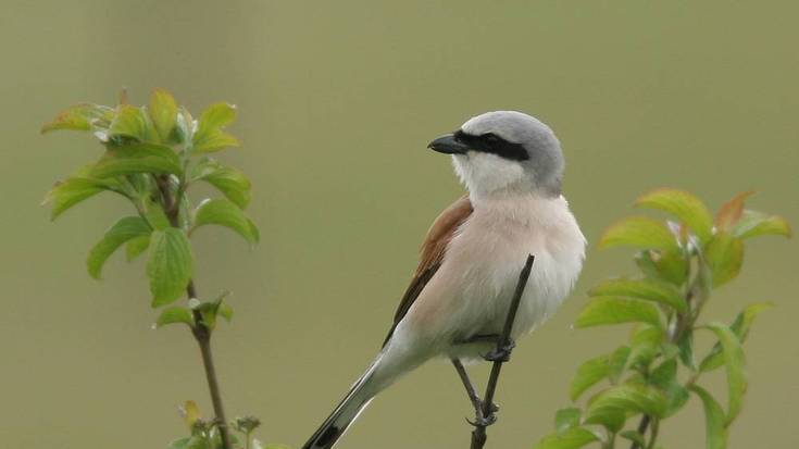 Antzandobi arrunta, ingurumen tarteko gaurko protagonista