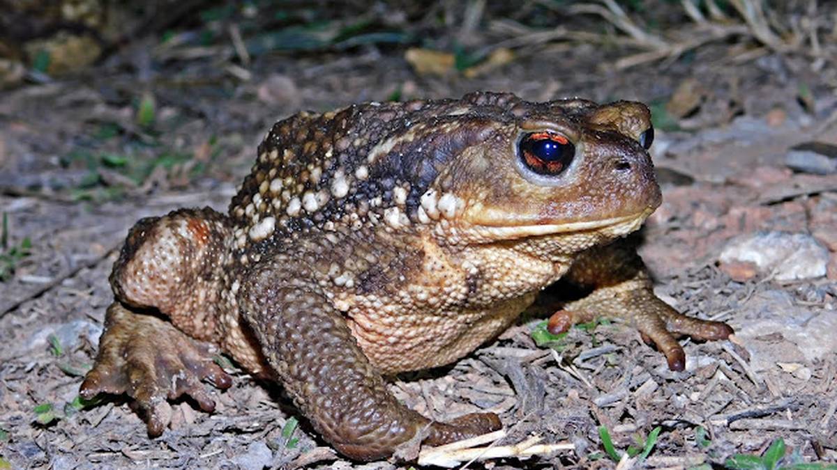Anfibioak, 'Eztena eta badena' atalean