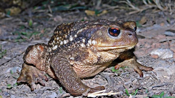 Anfibioak, 'Eztena eta badena' atalean