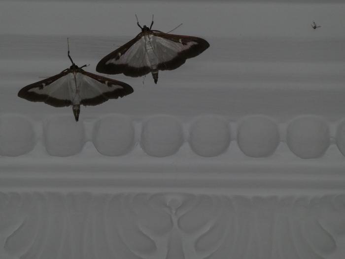 Gure etxean harrapatutako tximeleta zenbait honako bi fotografietan.