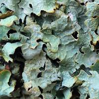 Egur gaineko likenak ikusteko irteraldia