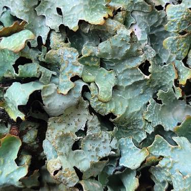 Egur gaineko likenak ikusteko irteraldia