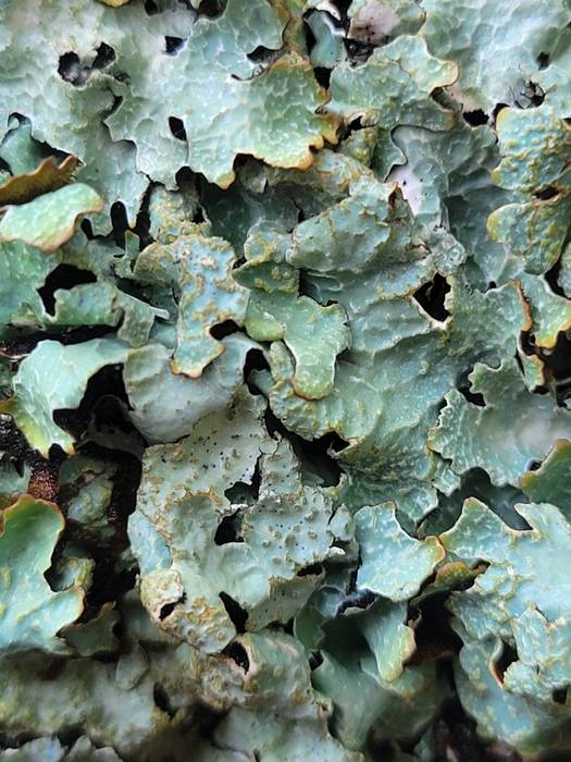 Egur gaineko likenak ikusteko irteraldia