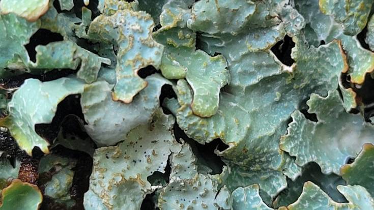 Egur gaineko likenak ikusteko irteraldia